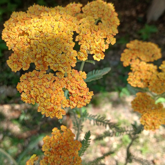 Achillea 'Terracotta' (2L)