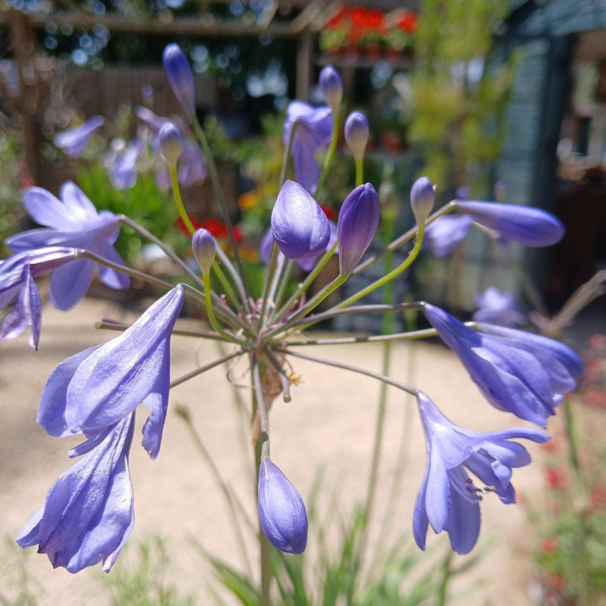 Agapanthus 'Lapis Lazuli' (2L)