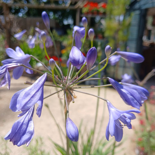 Agapanthus 'Lapis Lazuli' (2L)