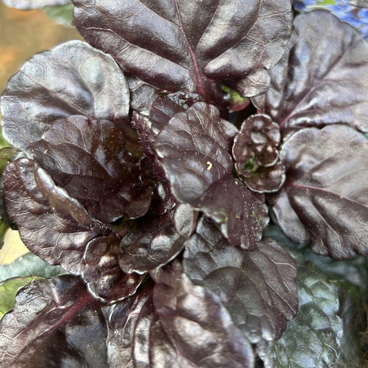 Ajuga  reptans  'Black Scallop'  (9cm) (PBR)