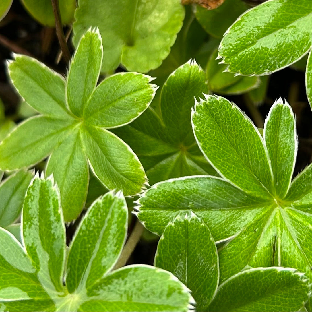 Alchemilla alpina  (1L)