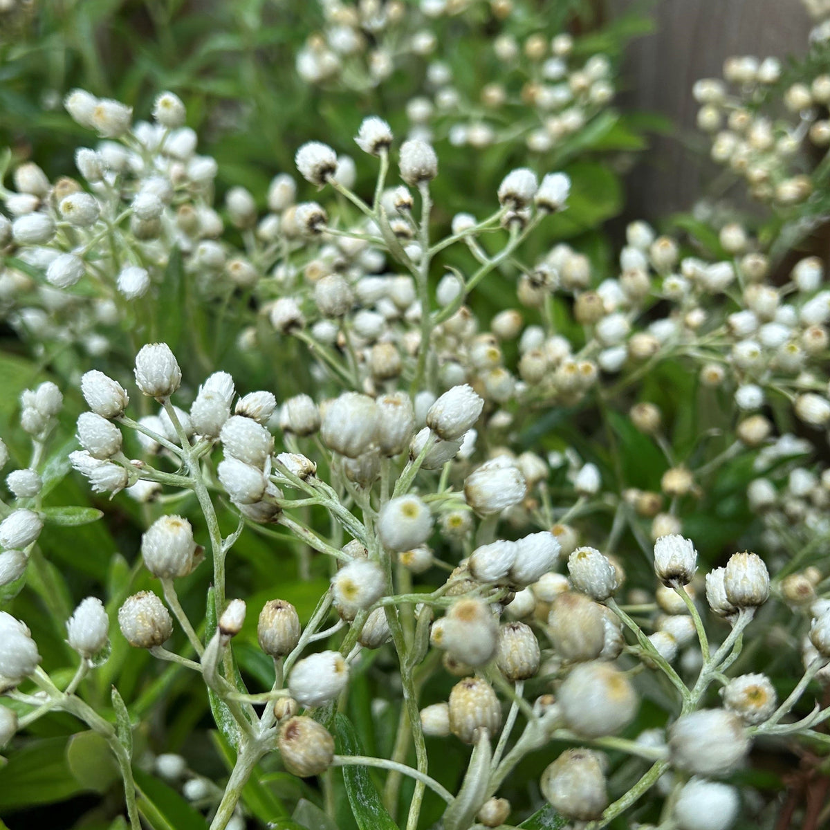 Anaphalis triplinervis 'Sommerschnee' ('Summer Snow') (2L)