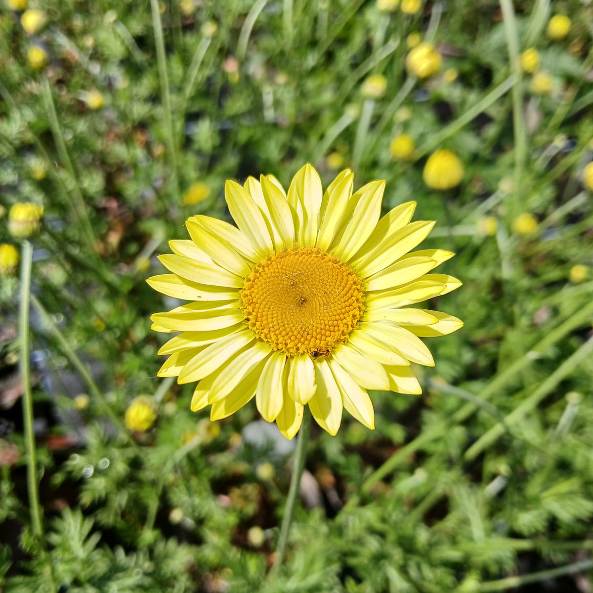Anthemis  tinctoria  'E.C. Buxton'  (2L)
