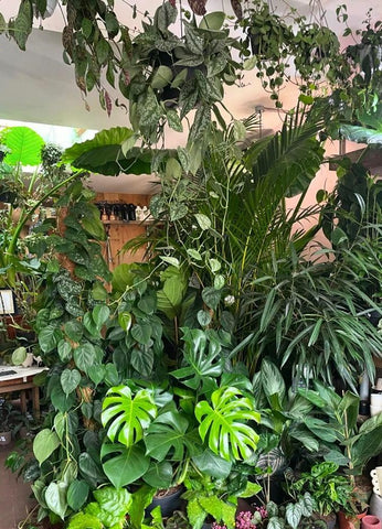 Celebrating Houseplants with The Aroid Attic. Sunday, August 4th,  11am to 3pm.