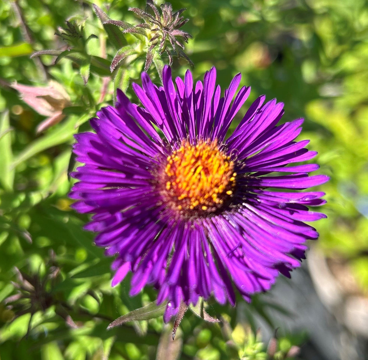 Symphyotrichum (Aster) novae-angliae 'Purple Dome' (3L)