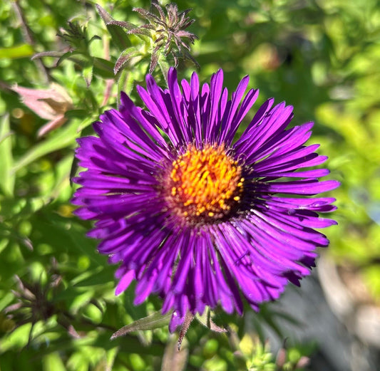 Symphyotrichum (Aster) novae-angliae 'Purple Dome' (3L)
