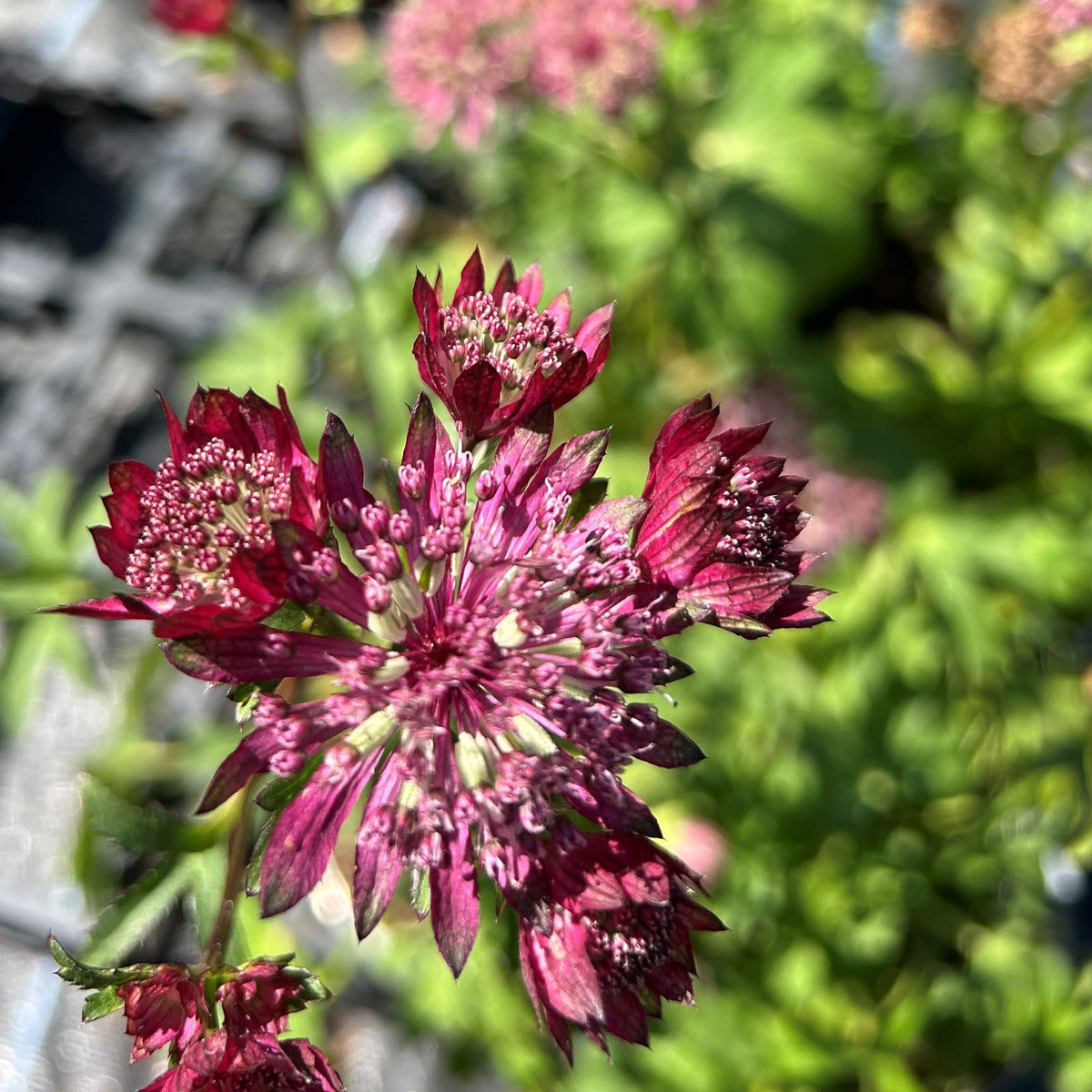Astrantia 'Burgundy Manor' (1L)