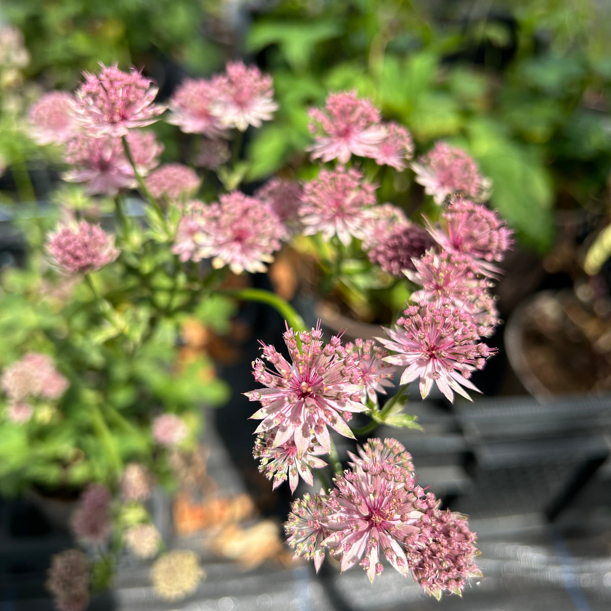 Astrantia major 'Roma'  (1L) (PBR)