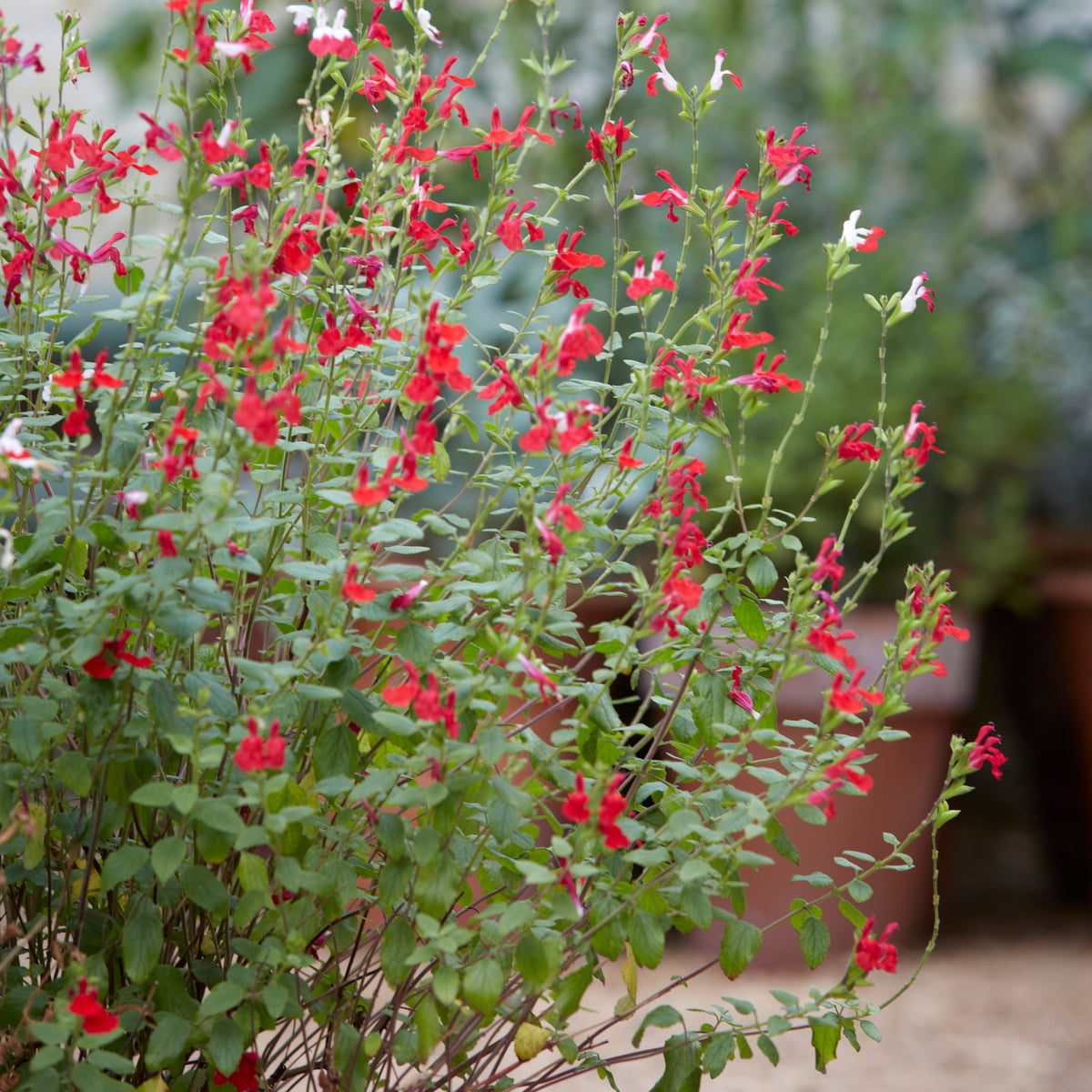 Salvia 'Hot Lips' (2L)