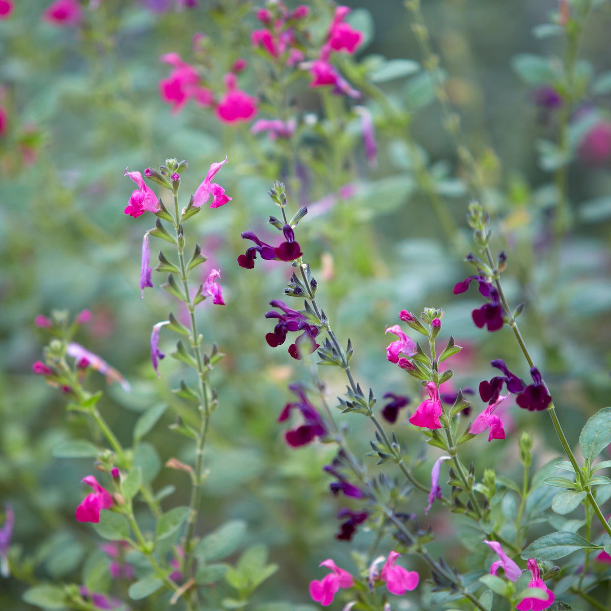 Salvia 'Nachtvlinder' (2L)