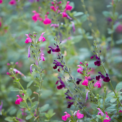 Salvia 'Nachtvlinder' (2L)