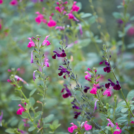 Salvia 'Nachtvlinder' (2L)
