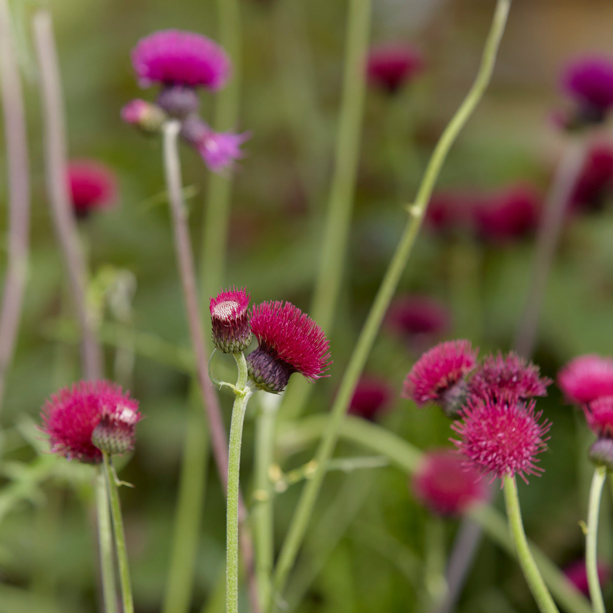 Cirsium rivulare  'Atropurpureum'  (2L)