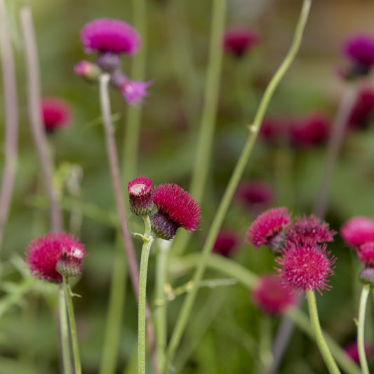Cirsium rivulare  'Atropurpureum'  (2L)
