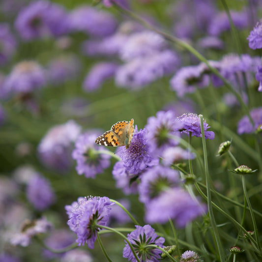 Scabiosa 'Butterfly Blue' (2L)
