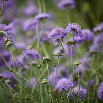 Scabiosa 'Butterfly Blue' (2L)