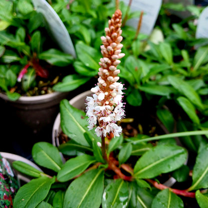 Bistorta affinis 'Donald Lowndes' (2L)
