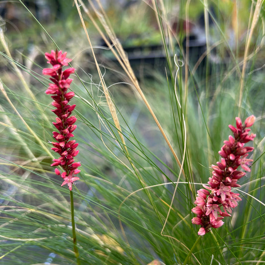 Bistorta amplexicaulis 'Orange Field' (1L) (PBR)