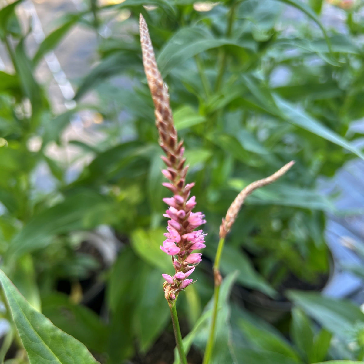 Bistorta 'Pink Elephant' (2L)