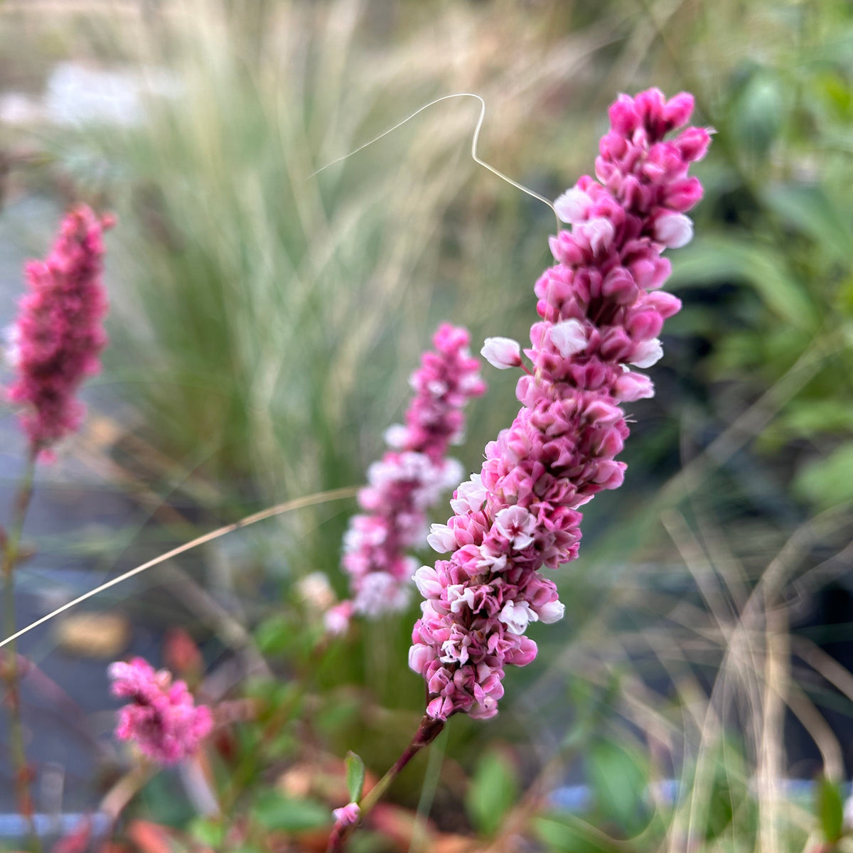 Bistorta affinis 'Donald Lowndes' (2L)