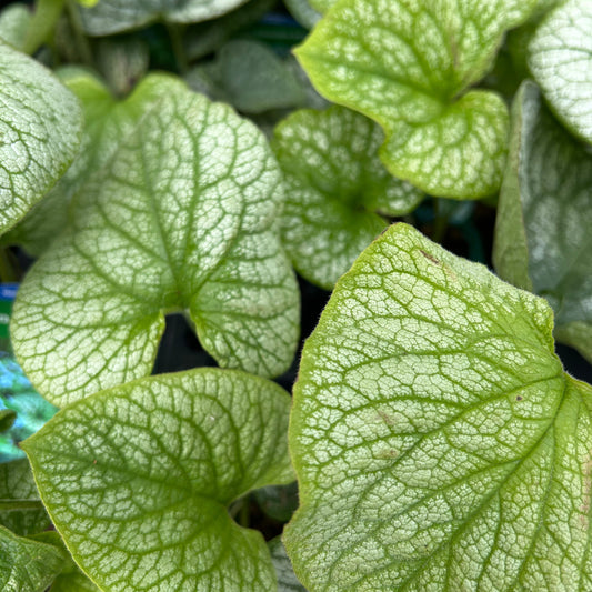 Brunnera macrophylla 'Alexanders Great' (9cm)