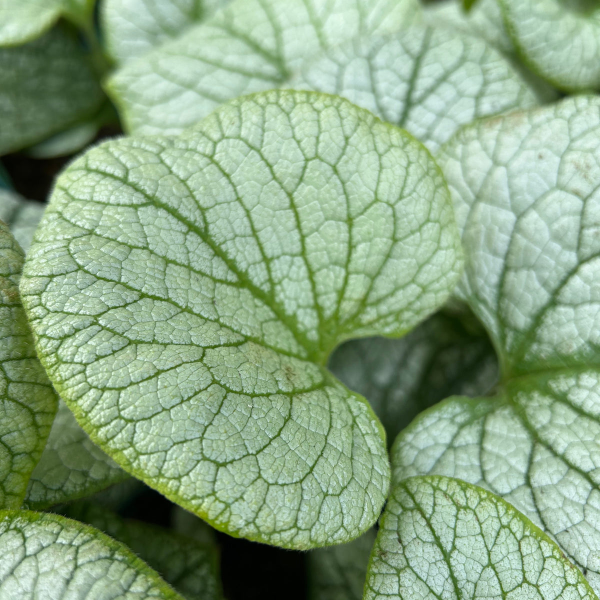 Brunnera macrophylla 'Silver Spear' (9cm)
