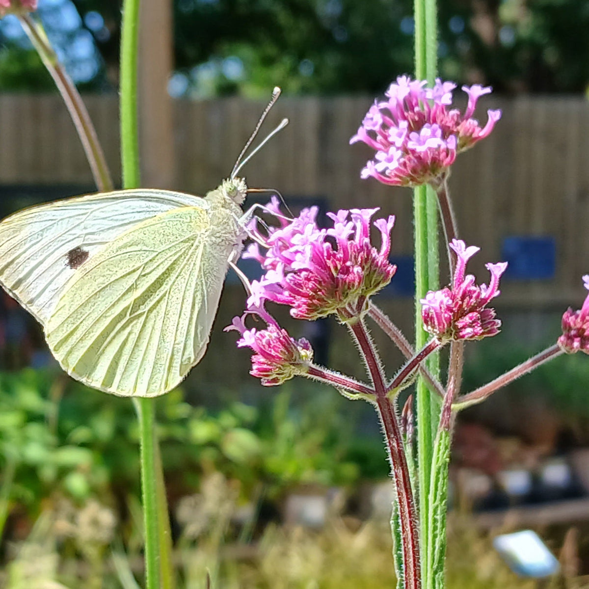 Verbena bonariensis (1L)