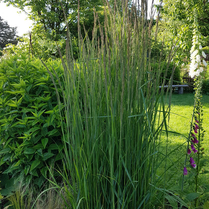 Calamagrostis x acutiflora 'Karl Foerster' (2L)