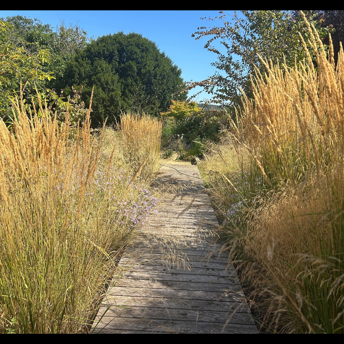 Calamagrostis x acutiflora 'Karl Foerster' (2L)