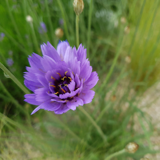 Catananche caerulea (2L)