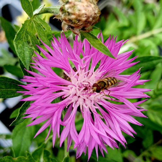 Centaurea 'John Coutts' (2L)
