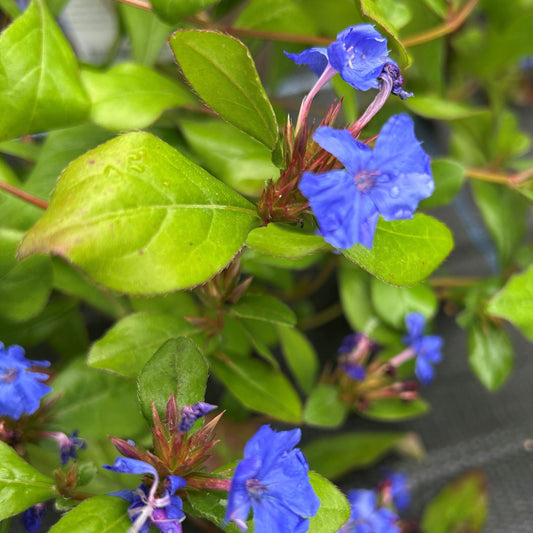 Ceratostigma plumbaginoides (1.5L)