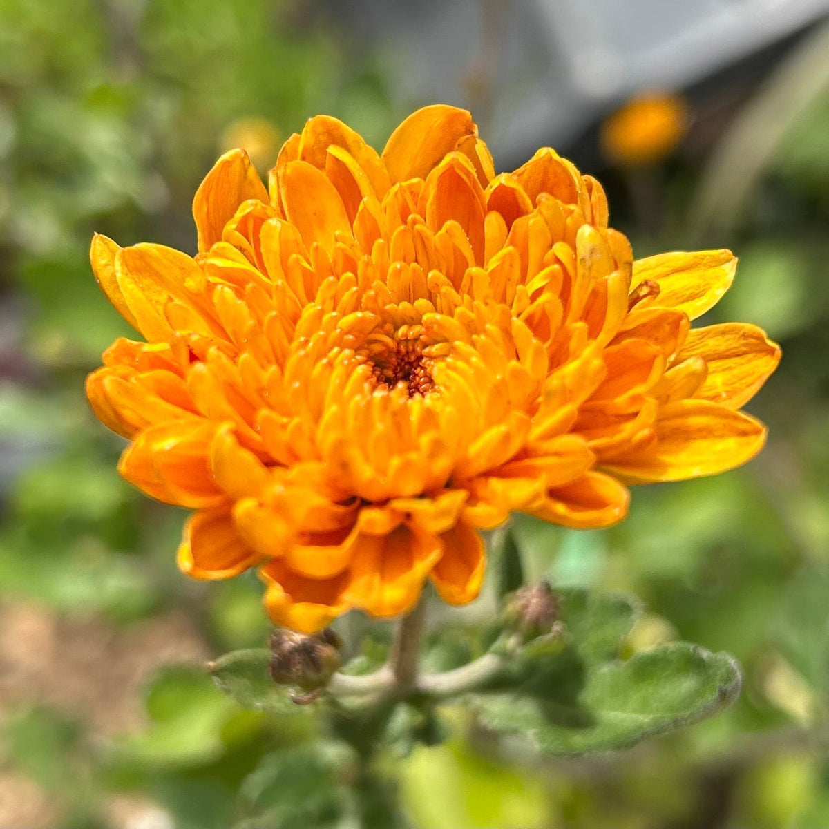 Chrysanthemum 'Dixter Orange' (2L)