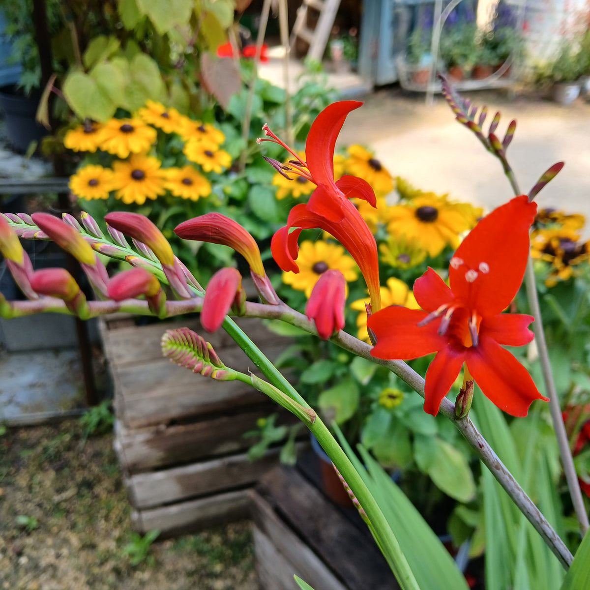 Crocosmia 'Lucifer' (2L)