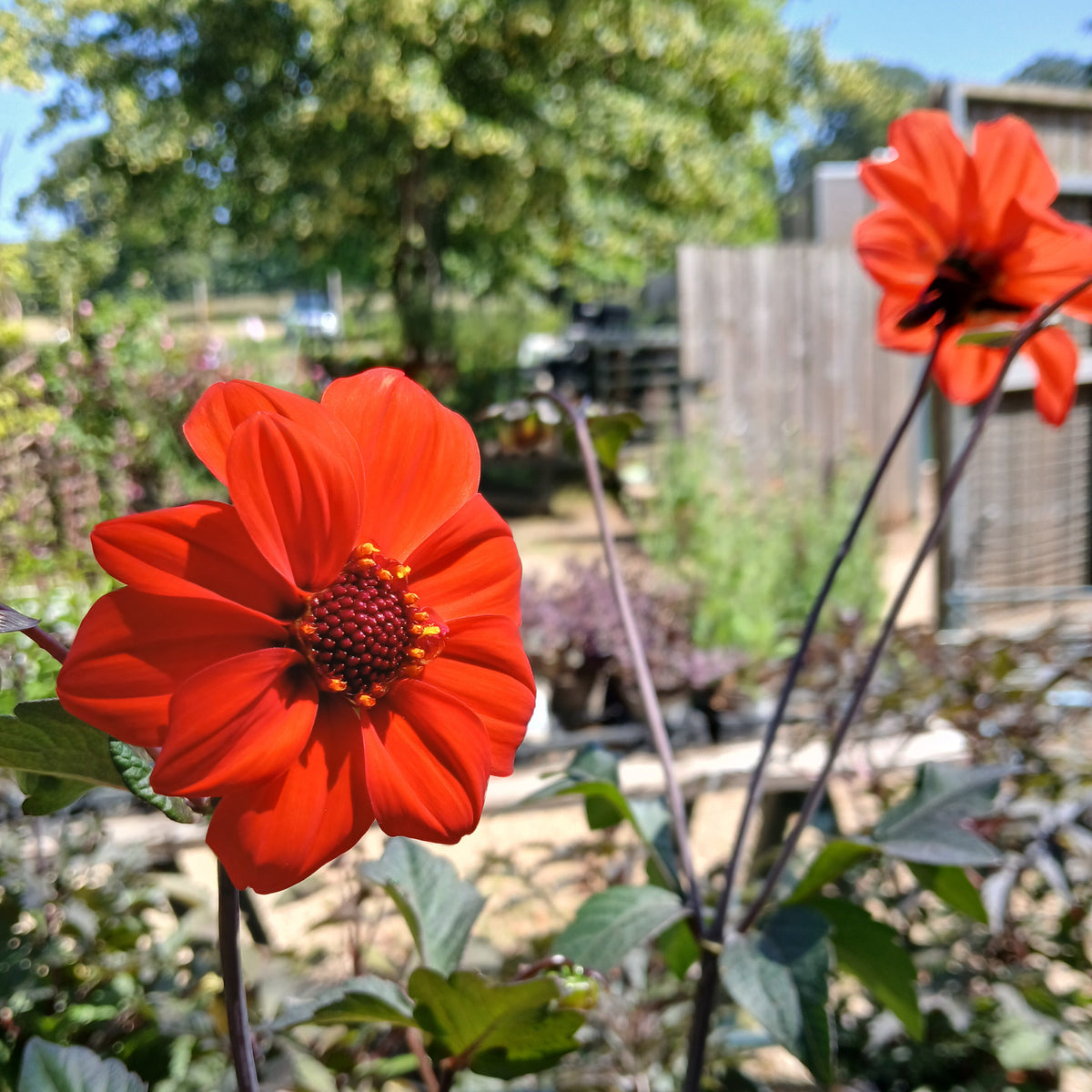 Dahlia 'Bishops Children' (1L)