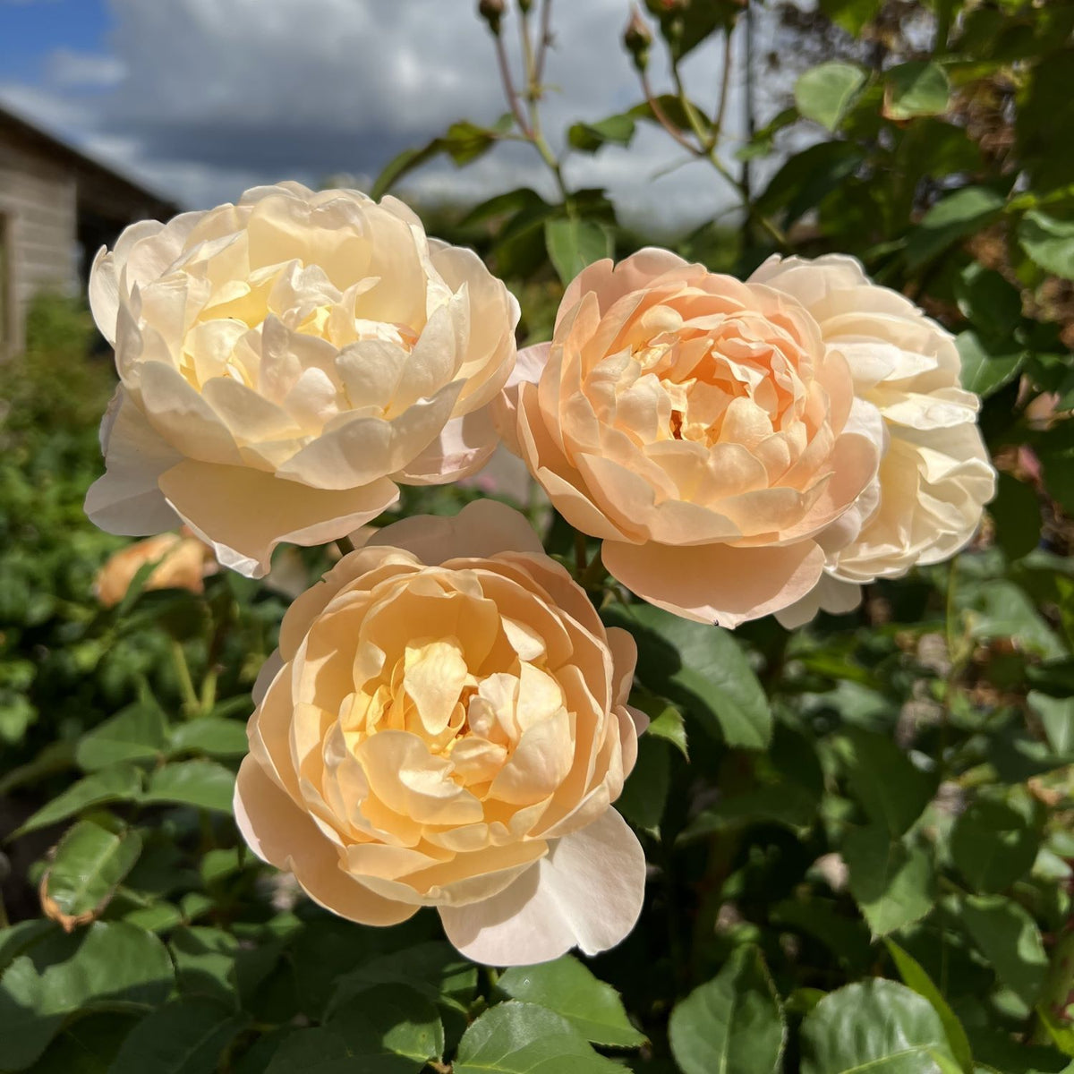 Dannahue (English Shrub)