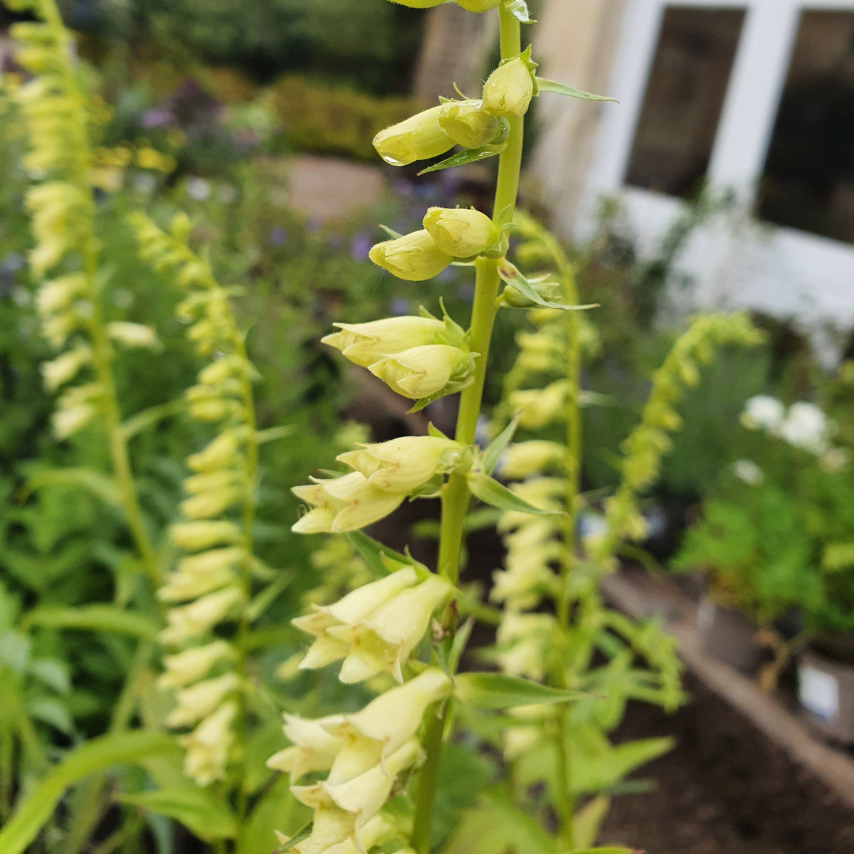 Digitalis lutea (9cm)
