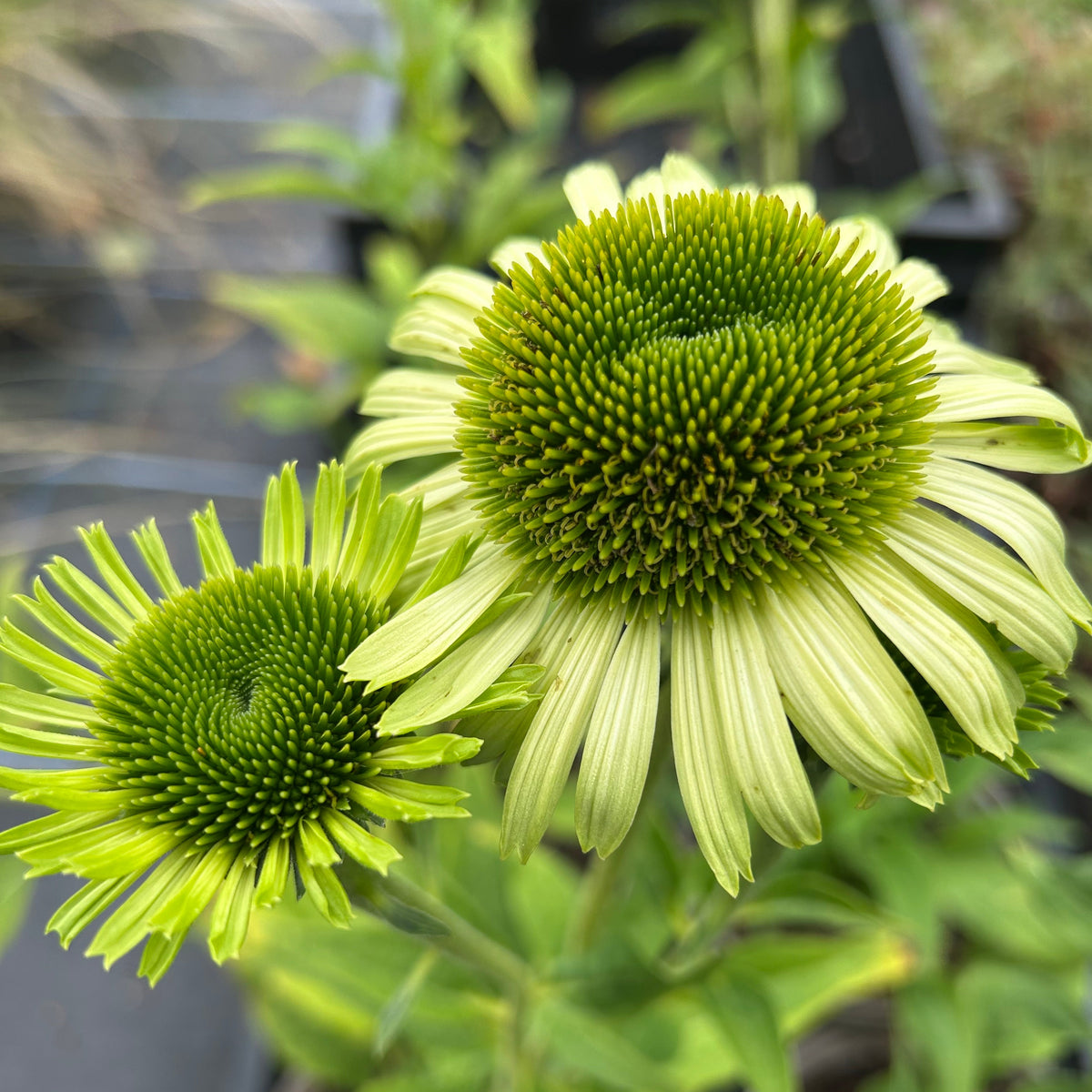 Echinacea purpurea 'Green Jewel' (2L) (PBR)