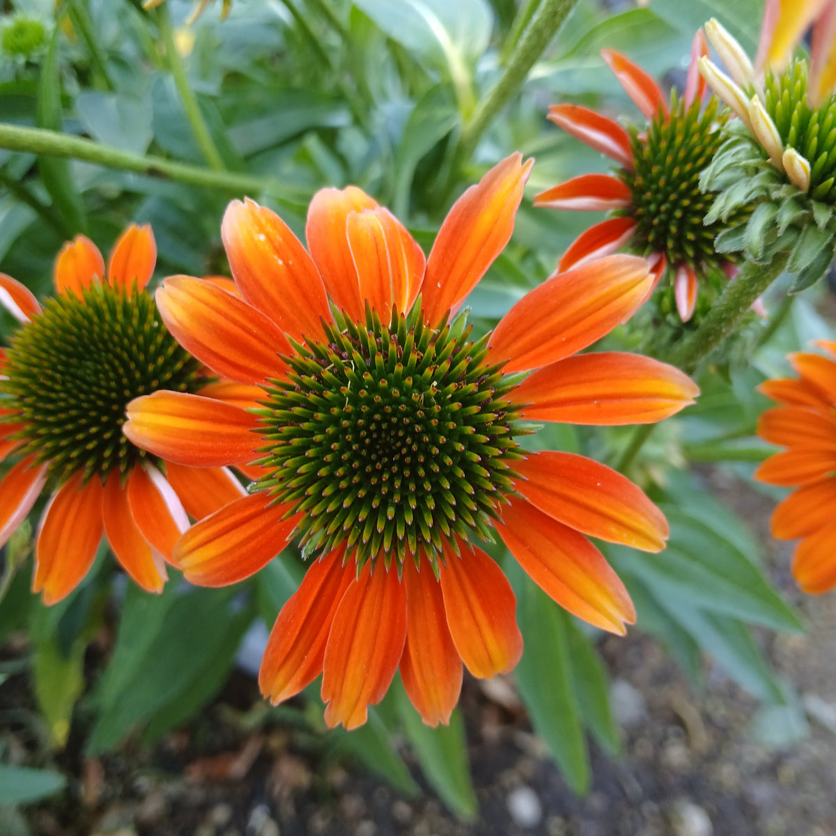 Echinacea 'Lakota Orange' (2L)