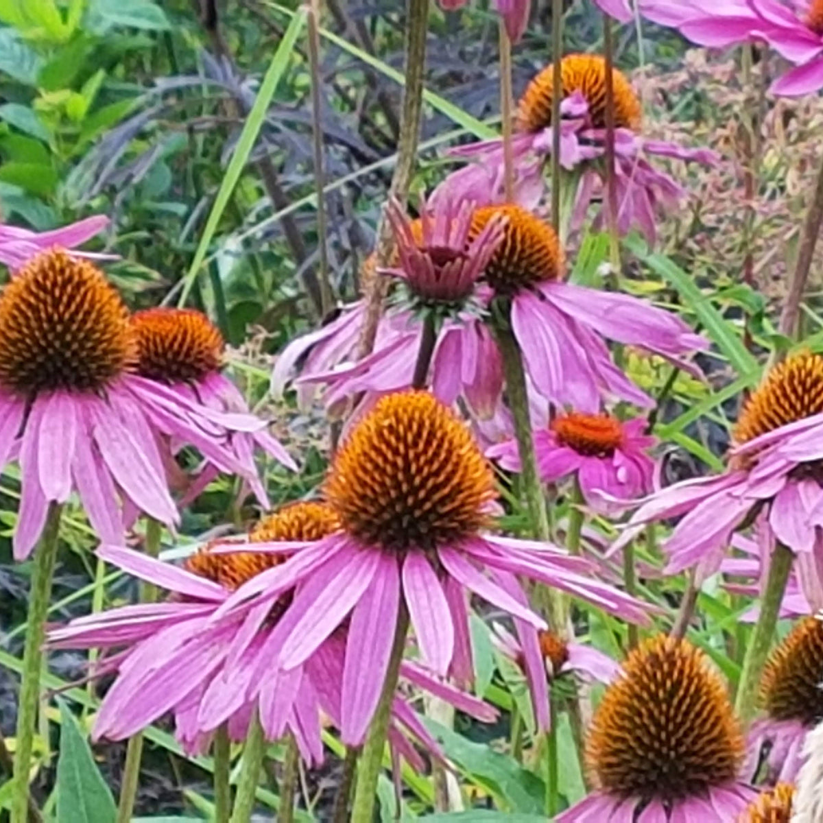 Echinacea purpurea (2L)