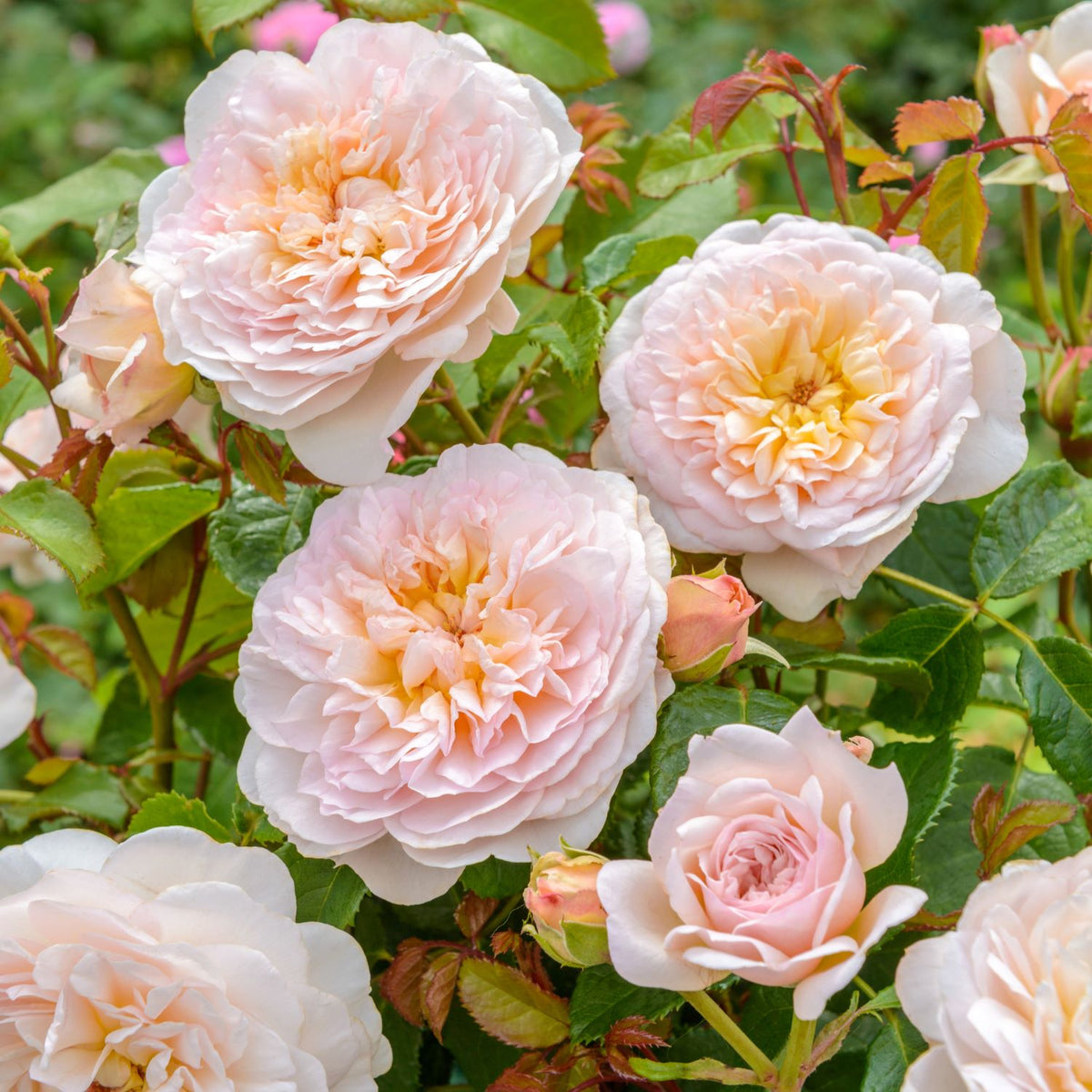 Emily Bronte (English Shrub)