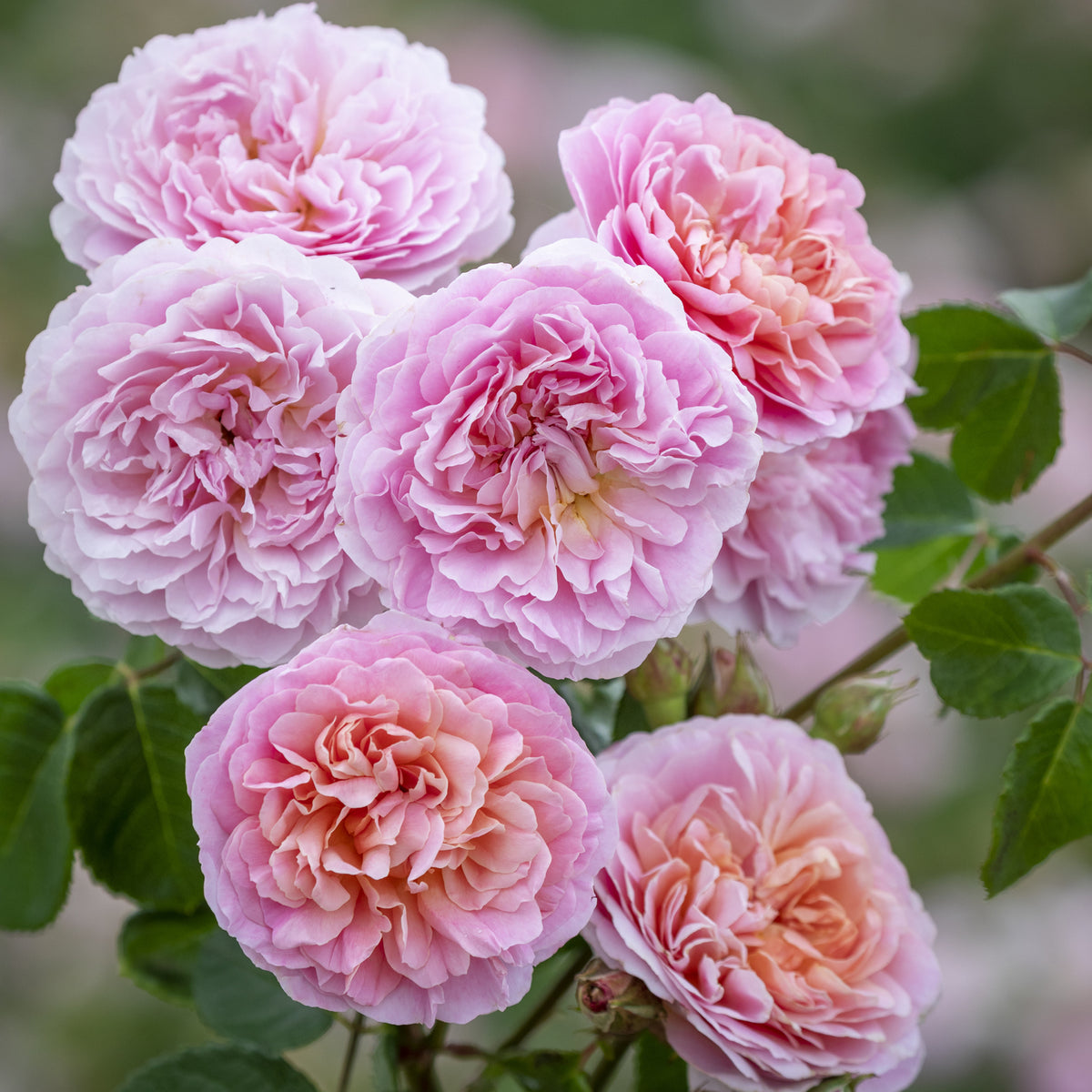 Eustacia Vye (English Shrub)