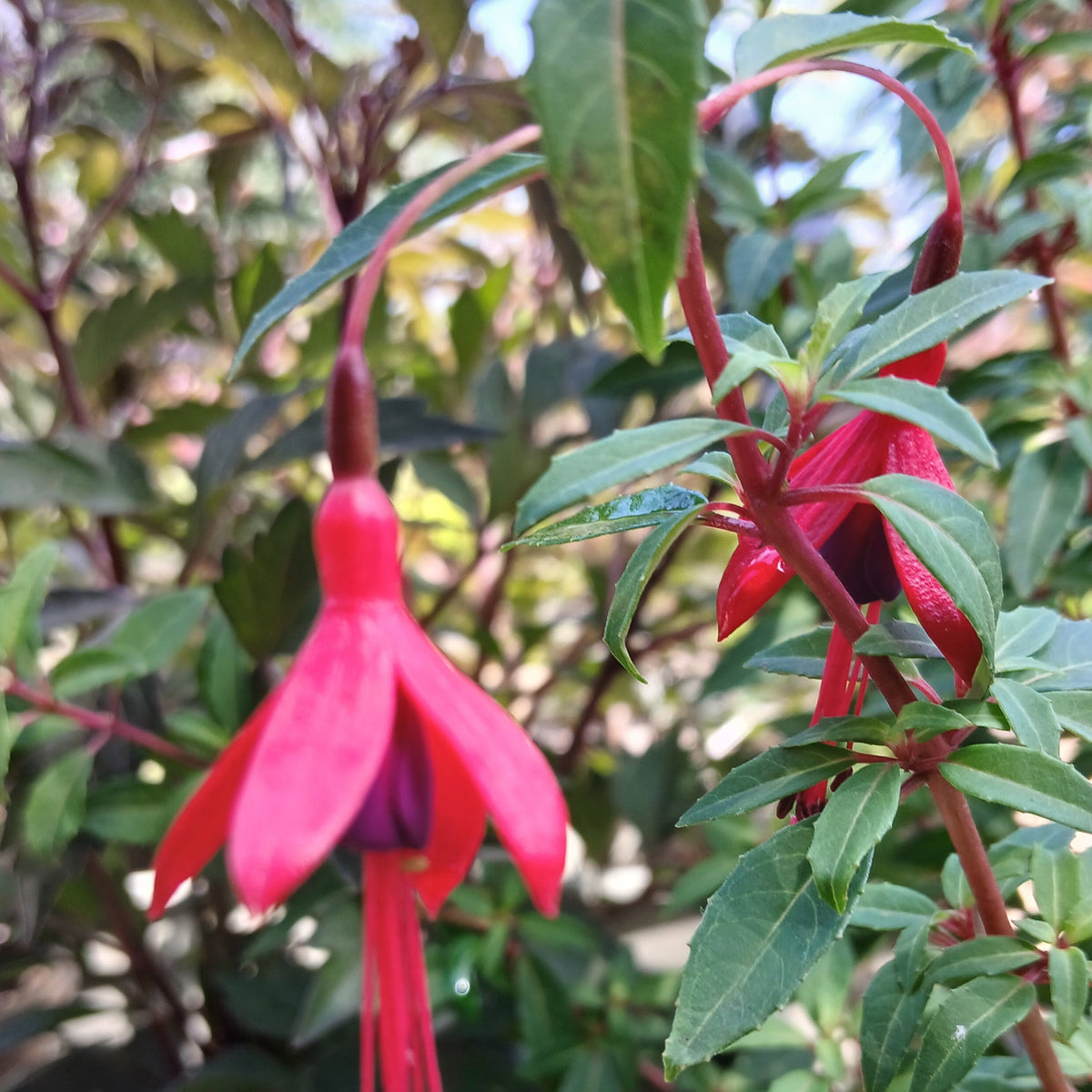 Fuchsia 'David' (2L)