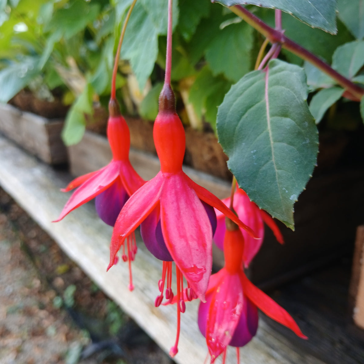 Fuchsia 'Mrs Popple' (3L)