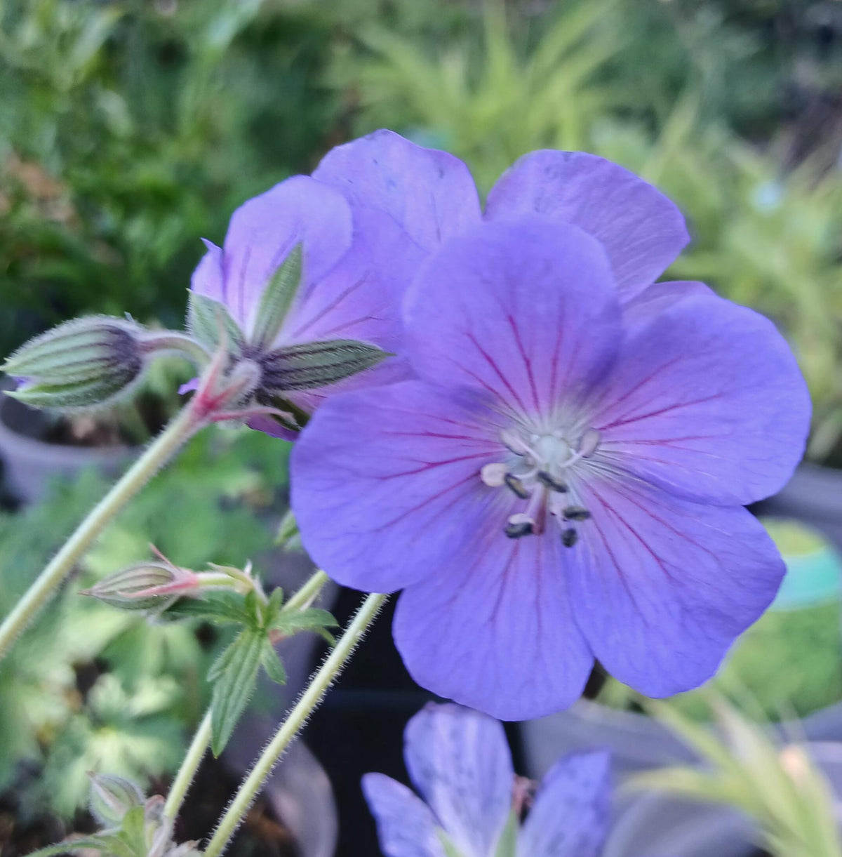 Geranium × johnsonii 'Johnson's Blue' (2L)