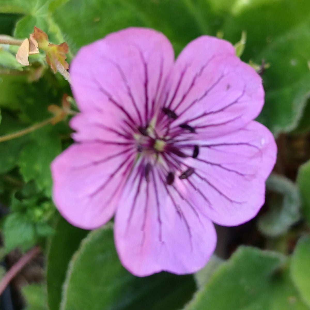 Geranium 'Pink Penny' (1L)
