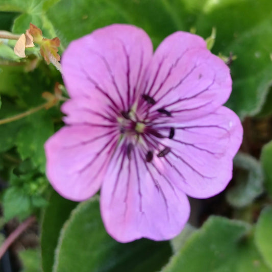 Geranium 'Pink Penny' (1L)