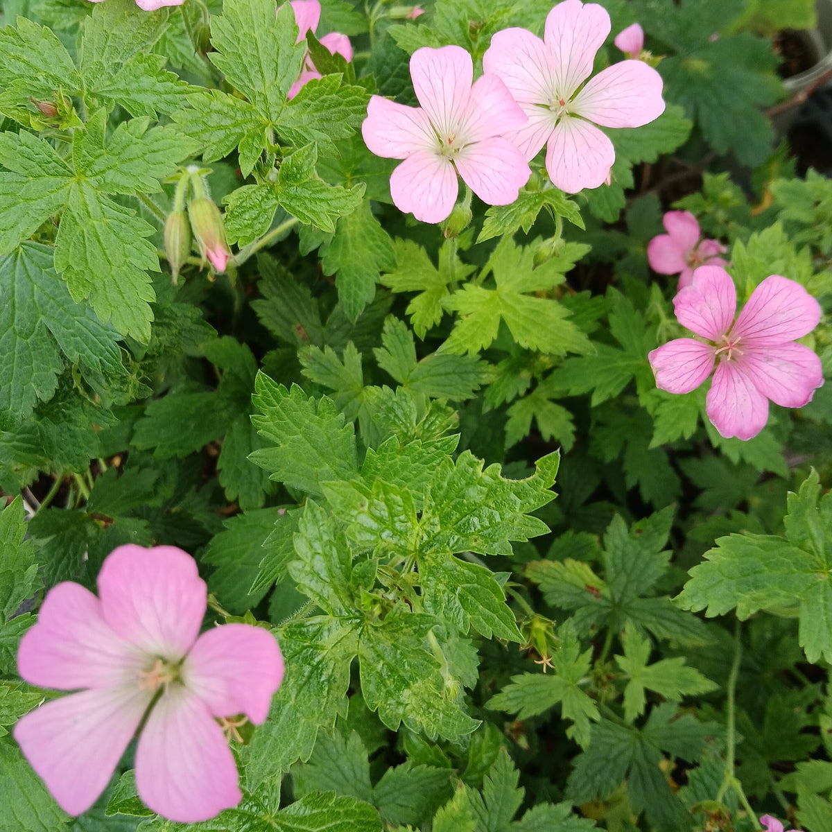 Pink flowers with green leaves in a natural setting
