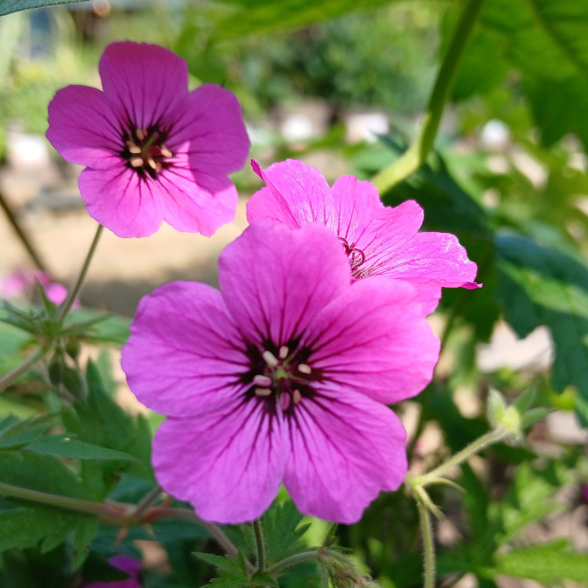 Geranium 'Patricia' (2L)