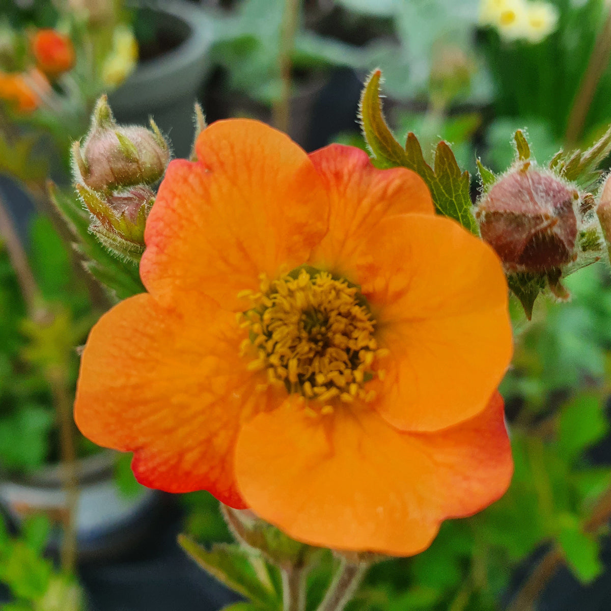 Geum 'Totally Tangerine' (2L) (PBR)